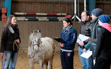 Informationen zum Training mit Pferden